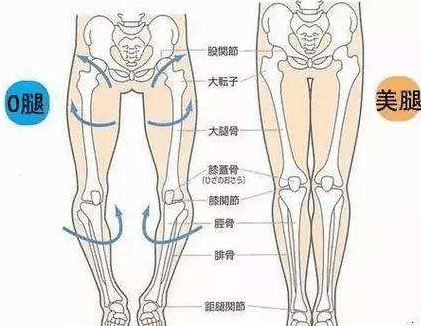 腿型对比