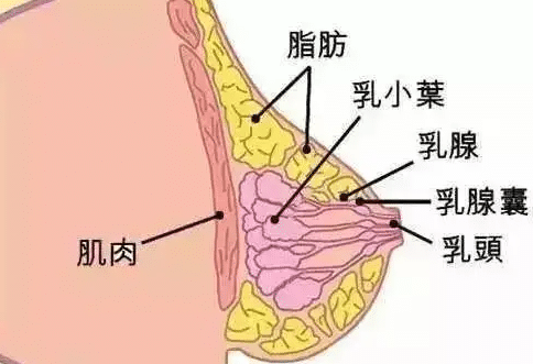 胸大肌后间隙