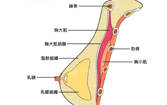 什么是内窥镜隆胸？内窥镜隆胸优势有哪些？