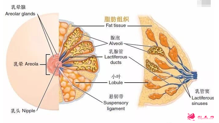 自体脂肪丰胸安不安全