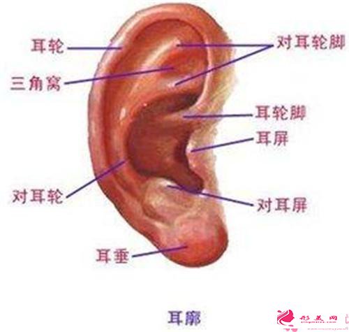 隐耳整形术哪家医院好