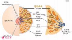 自体脂肪隆胸价格受哪些因素影响