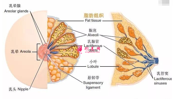 自体脂肪隆胸费用高吗